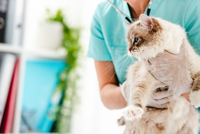 動物病院を受診するときのポイント