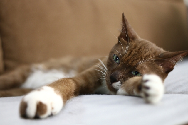 猫が下痢になる原因